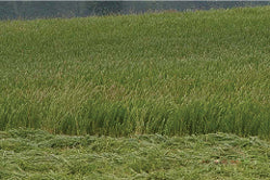 AU GRAZER SERICEA LESPEDEZA SEED