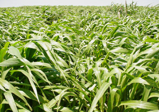 Prime 360  BMR Hybrid Pearl Millet