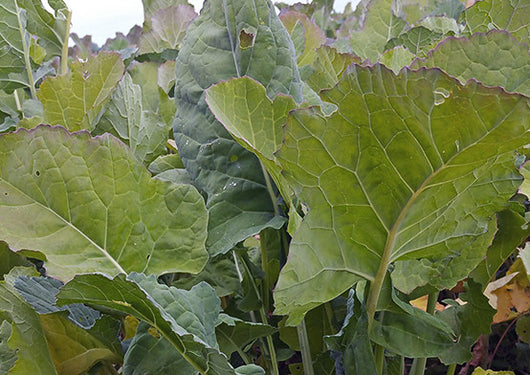 Bayou Kale