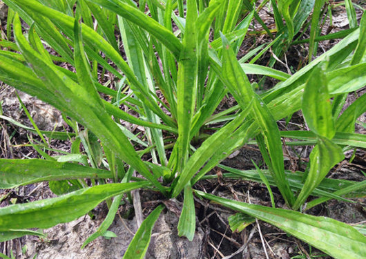 Boston Plaintain