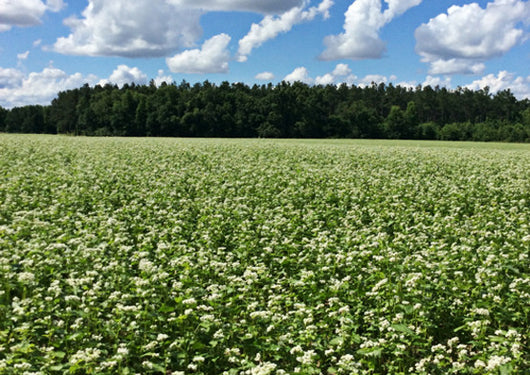 Buckwheat