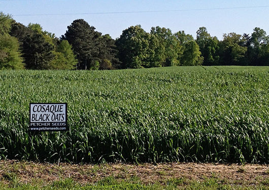 Cosaque Black Seeded Oats