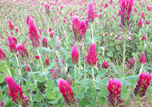 Dixie Reseeding Crimson Clover