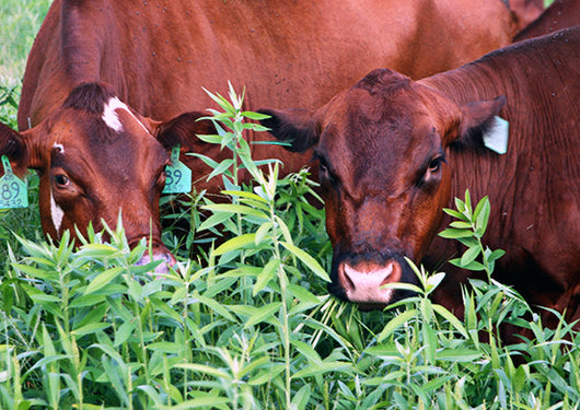 Red River Crabgrass and Sunn Hemp