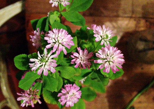 Mihi Persian Clover