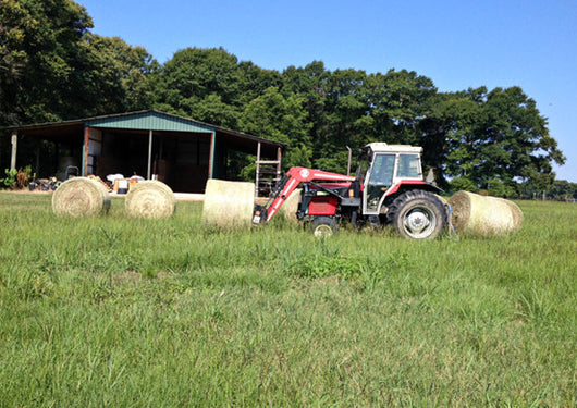 Red River Crabgrass