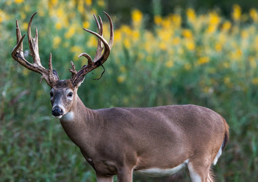 Wildlife Mix