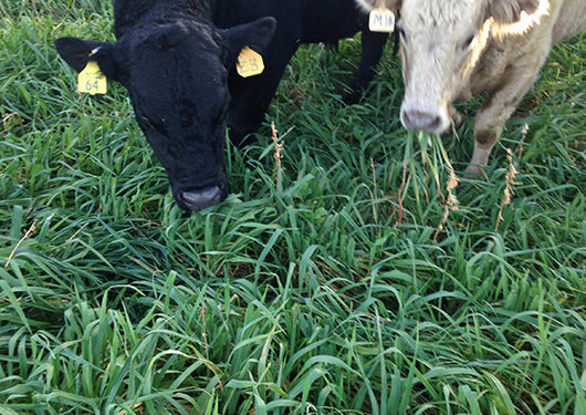 11 Way Fall Livestock/ Wildlife Mix