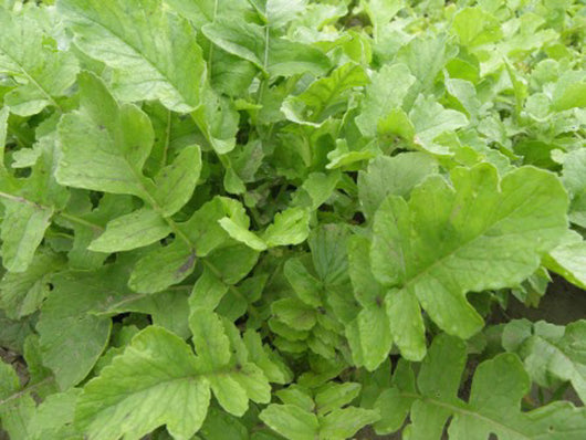 Nitro Radish