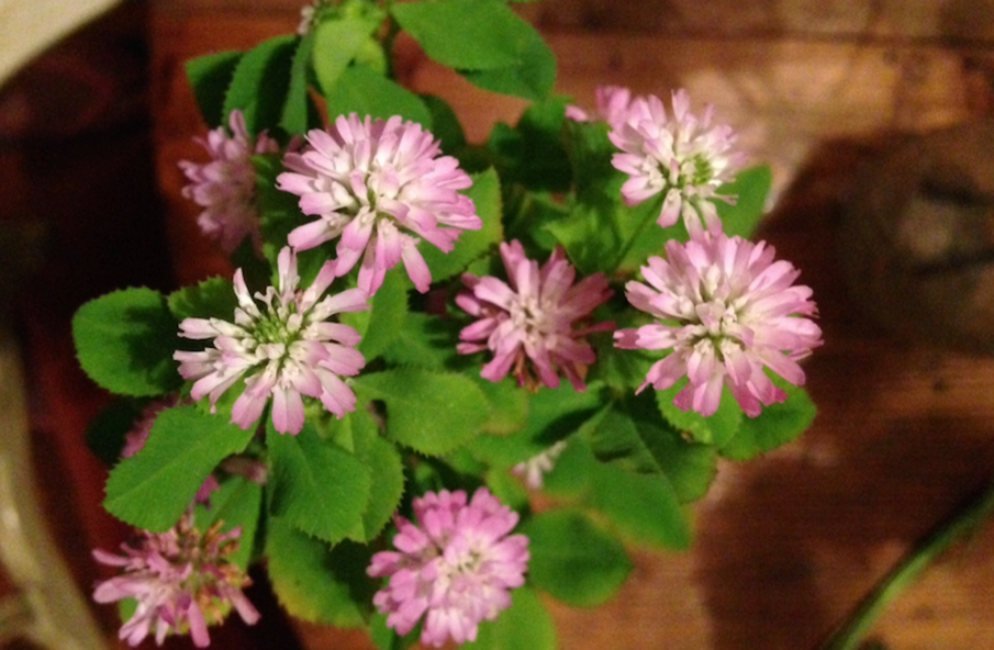 The Benefits of “Mihi” Persian Clover