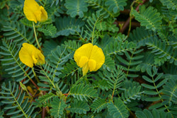 Aeshynonmene