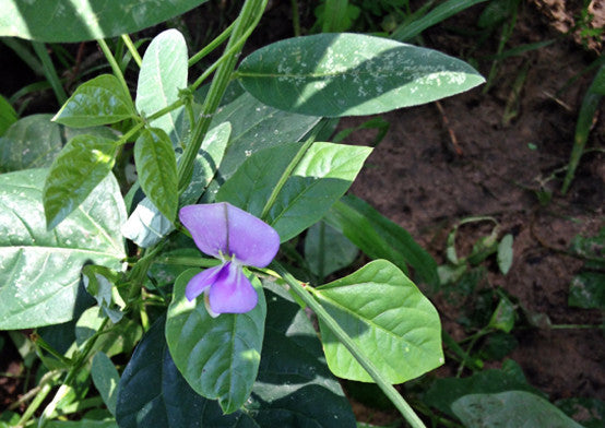 Red Ripper Cowpea | PetcherSeeds | (251) 827-6594