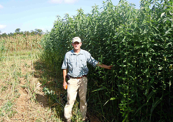 Sunn Hemp